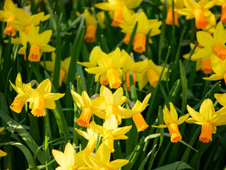 Obraz premium Beautiful Daffodils in the garden in spring. Vibrant yellow flowers. Easter times. Buttercups.