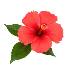 Vibrant Red Hibiscus Flower with Lush Green Leaves