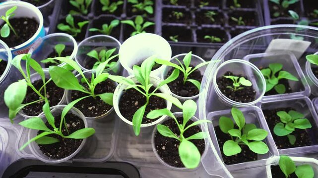 Observe how seedlings flourish in transparent plastic containers that provide optimal growth conditions. Ideal for both avid gardening enthusiasts and various horticulture projects