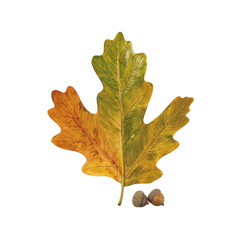 Fototapeta premium Close up of a detailed oak leaf with acorns isolated on a pristine white backdrop Perfect for nature lovers and autumn concepts