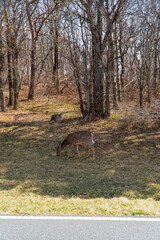 Whitetail Deer in Shenandoah National Park in Early Spring