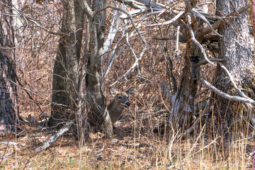 Whitetail Deer in Shenandoah National Park in Early Spring