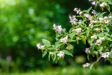 Jasmine blossom branch in the garden in spring
