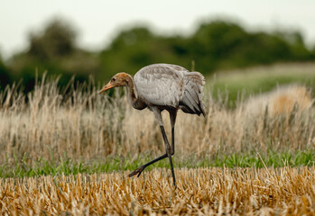Grey Crane Chick In Field Stands Tall, Observing Surroundings With Curiosity