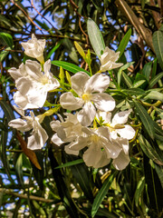 Pristine white oleander flowers on a green natural background on a sunny day. Spring is here again.