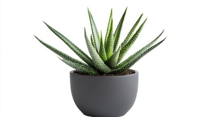 Fototapeta premium A vibrant aloe vera plant sits in a sleek gray pot, showcasing its long, spiky leaves. The plant is well-lit, highlighting its unique texture and green color