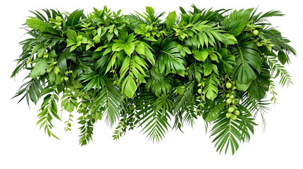 Fototapeta premium green leaves isolated on white