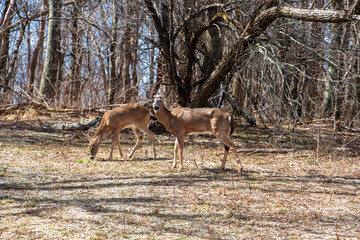 Whitetail Deer in Shenandoah National Park in Early Spring