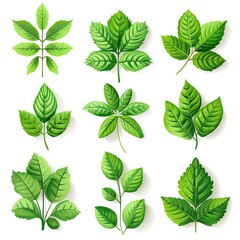  a collection of twelve different green leaves, each with unique shapes, vein patterns, and textures. The leaves are illustrated in a realistic yet slightly stylized manner, with soft shading and vibr
