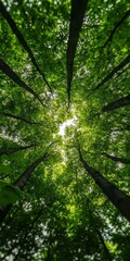 Circle Of Nature A Low Angle View Upward A Canopy Of Tall Trees, Framed By Lush Green Leaves