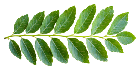Nature leaf arrangement botanical indoor cut out