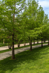 Sunny spring morning 2024. Bald Cypress Taxodium Distichum (swamp, white-cypress, gulf or tidewater red cypress) tree in public landscape city Park Krasnodar or Galitsky park.