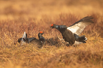 Black Grouse (Lyrurus tetrix). Grouse males face off in an intense early morning duel. Open moorland with dry grass and sparse shrubs. The reddish eye combs shine in the golden sunlight.