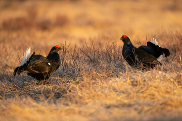 Black Grouse (Lyrurus tetrix). Pair of males circle each other in a silent standoff. Open grassland with reddish-brown tones. Morning light enhances contrast and clarity.