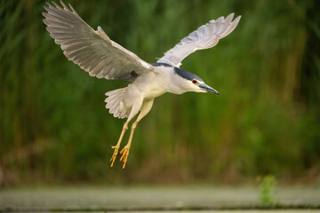 Black-crowned night heron (Nycticorax nycticorax). Night heron hovers mid-air with wings spread and legs extended in take-off. Dense green wetland vegetation. Elegant symmetry frozen in action.
