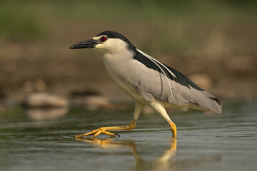 Black-crowned night heron (Nycticorax nycticorax). Night heron wades forward with cautious steps and focused gaze. Dry muddy bank in low light. Calm precision in motion and posture.