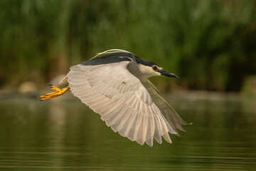 Black-crowned night heron (Nycticorax nycticorax). Night heron sweeps low over still water with...