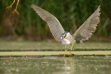 Black-crowned Night Heron (Nycticorax nycticorax). Night heron clasps fish tightly in its beak while spreading wings wide. Algae-covered pond surrounded by dense reeds. 