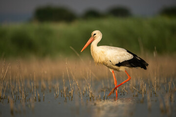 White Stork (Ciconia ciconia). Stork walks through reeds in shallow water under warm afternoon...