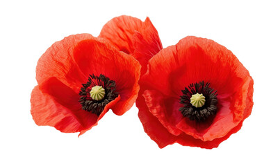 Obraz premium Vibrant red poppy flowers, delicate petals, dark centers, natural beauty, floral arrangement, isolated on transparent background, png