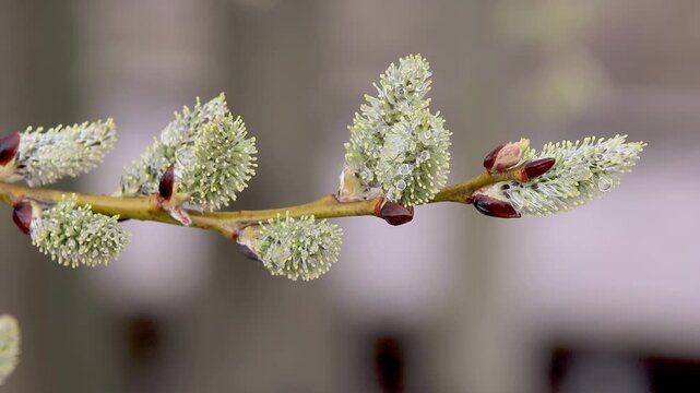 Salix caprea buds adorned with raindrops create a display of nature's artistry. This slow-motion capture highlights the buds' intricate details and vibrant colors.