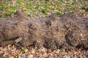 Alter knorriger Baumstamm auf dem Boden liegend, Deutschland