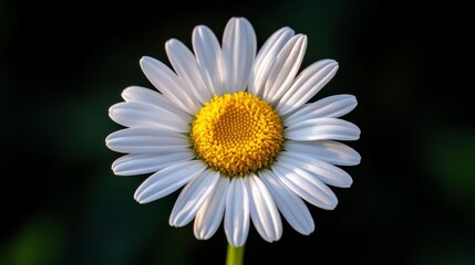 Obraz premium A detailed shot of a white flower with a yellow center, set against lush greenery and illuminated by soft, glowing lights in a dark, atmospheric scene