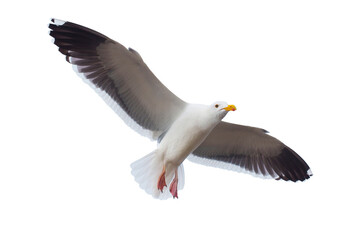 Seagull In Flight Against A White Background