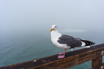 Seagull Perched On Pier Rail Against Foggy Seascape