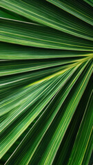 Detailed leaf stripes form a natural starburst pattern in this fresh green wallpaper.

