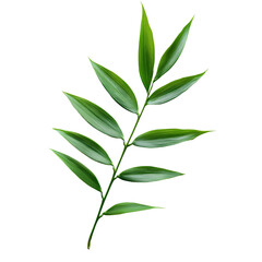 Fototapeta premium Vibrant green leaf branch on white background.