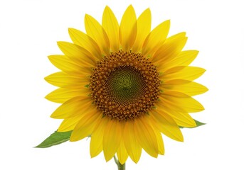 Fototapeta premium Bright sunflower on a white background