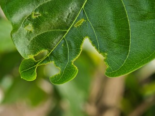 close up of green leaf