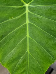 green leaf texture