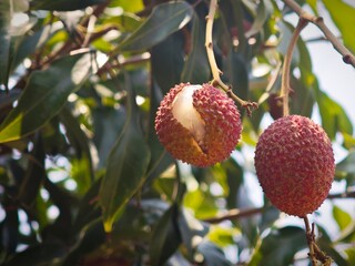 Ripe fruits on the tree
