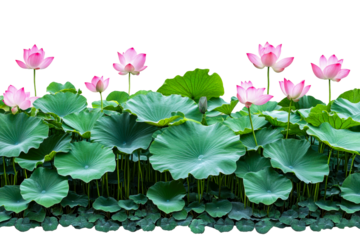 Lotus flowers blooming in tranquil pond nature peaceful cut out