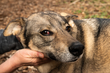 Adorable mongrel stray dog head being held and caresses by woman's hands closeup