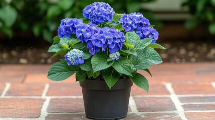 Blue hydrangea potted plant outdoors, brick patio background; gardening