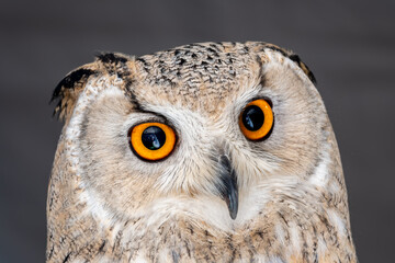 Eurasian eagle-owl portrait