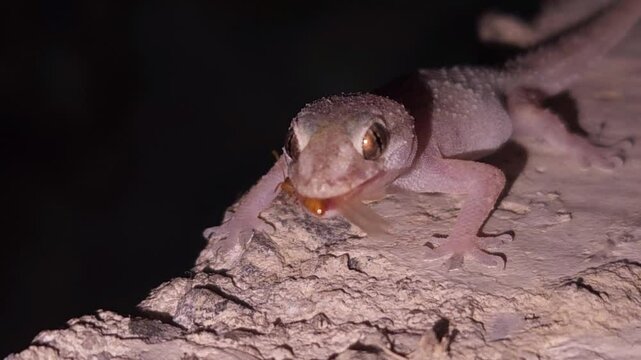 Macro footage of Common house gecko catching insects. India