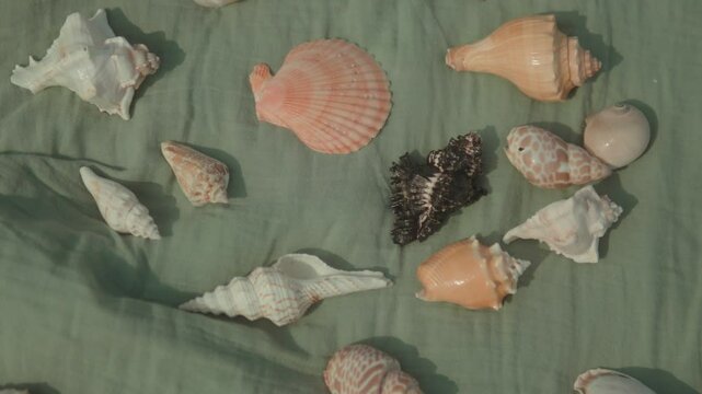 Seashells scattered on a light fabric backdrop, captured in India with warm lighting