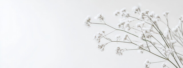 A white flower with a stem is the main focus of the image