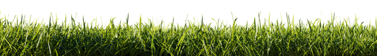 Bright green grass border isolated on transparent background. 3d rendering illustration.