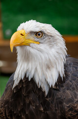 american bald eagle portrait