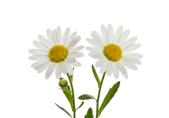 Naklejka premium Beautiful White Daisies with Bright Yellow Centers