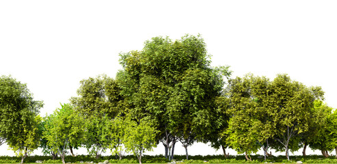 Row of trees isolated on transparent background. 3D rendering illustration
