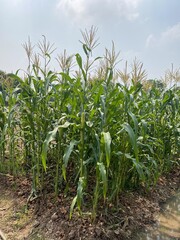 Growing Corn Field with Green Stalks and Tassels on Agricultural Land
