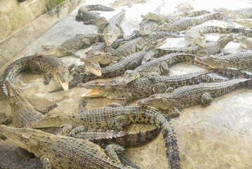 Portrait of many crocodiles at the farm	