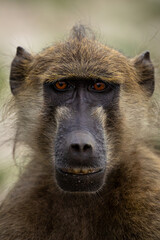 A close-up portrait of a baboon staring directly into the camera with a serious expression.