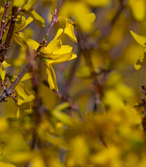 Forsythia flowers heralding the arrival of spring in Andrews, North Carolina
